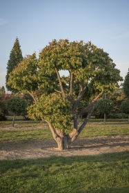 Barockgarten am Schloss Drottningholm in Schweden, umgeben von vierreihigen Kaiser-Linden, die von Lorenz von Ehren gezogen und 2008 geliefert wurden. Heute prägen sie majestätisch die Landschaft.