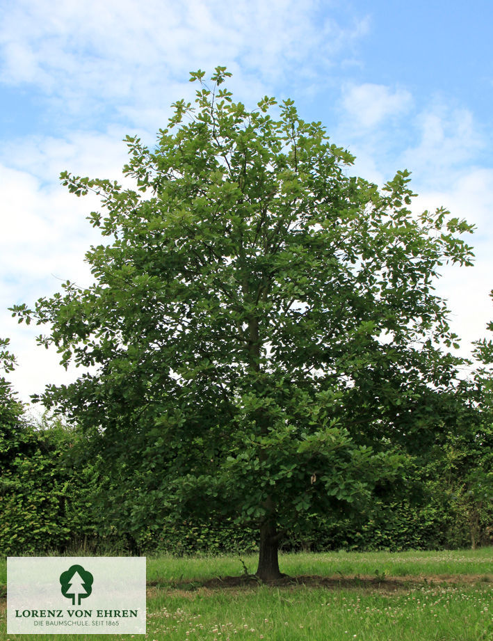 Barockgarten am Schloss Drottningholm in Schweden, umgeben von vierreihigen Kaiser-Linden, die von Lorenz von Ehren gezogen und 2008 geliefert wurden. Heute prägen sie majestätisch die Landschaft.