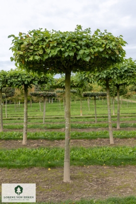 Barockgarten am Schloss Drottningholm in Schweden, umgeben von vierreihigen Kaiser-Linden, die von Lorenz von Ehren gezogen und 2008 geliefert wurden. Heute prägen sie majestätisch die Landschaft.