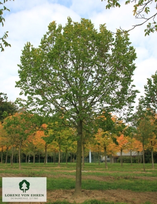 Barockgarten am Schloss Drottningholm in Schweden, umgeben von vierreihigen Kaiser-Linden, die von Lorenz von Ehren gezogen und 2008 geliefert wurden. Heute prägen sie majestätisch die Landschaft.