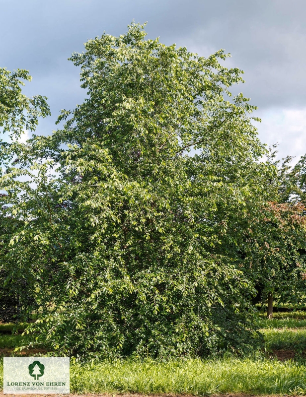 Barockgarten am Schloss Drottningholm in Schweden, umgeben von vierreihigen Kaiser-Linden, die von Lorenz von Ehren gezogen und 2008 geliefert wurden. Heute prägen sie majestätisch die Landschaft.