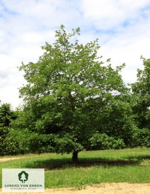 Barockgarten am Schloss Drottningholm in Schweden, umgeben von vierreihigen Kaiser-Linden, die von Lorenz von Ehren gezogen und 2008 geliefert wurden. Heute prägen sie majestätisch die Landschaft.