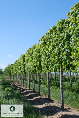 Barockgarten am Schloss Drottningholm in Schweden, umgeben von vierreihigen Kaiser-Linden, die von Lorenz von Ehren gezogen und 2008 geliefert wurden. Heute prägen sie majestätisch die Landschaft.