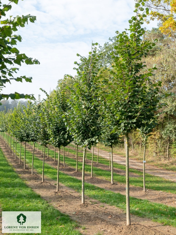 Barockgarten am Schloss Drottningholm in Schweden, umgeben von vierreihigen Kaiser-Linden, die von Lorenz von Ehren gezogen und 2008 geliefert wurden. Heute prägen sie majestätisch die Landschaft.