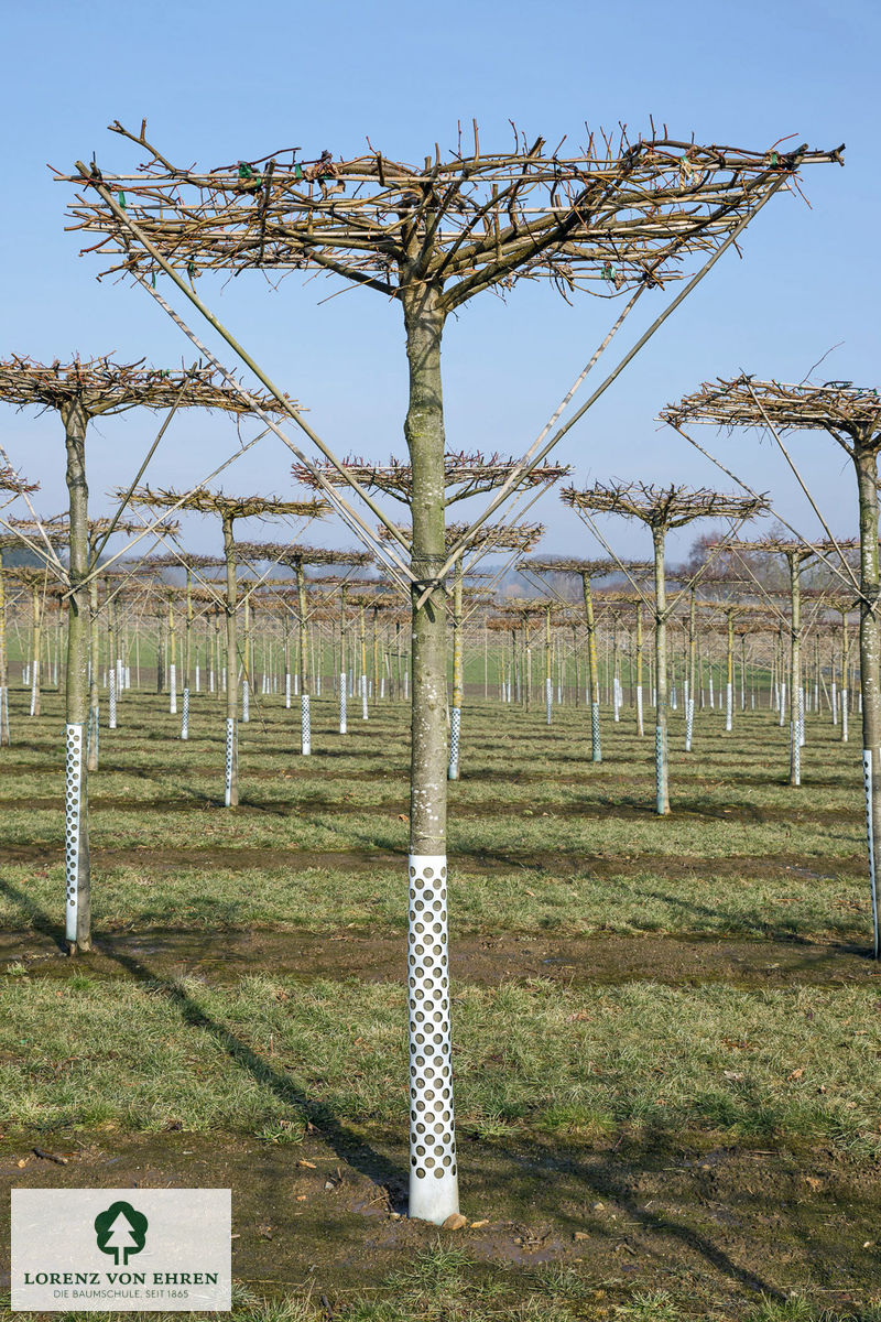 Barockgarten am Schloss Drottningholm in Schweden, umgeben von vierreihigen Kaiser-Linden, die von Lorenz von Ehren gezogen und 2008 geliefert wurden. Heute prägen sie majestätisch die Landschaft.