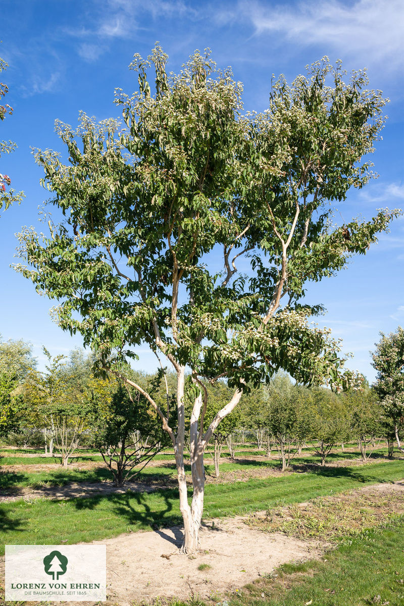 Barockgarten am Schloss Drottningholm in Schweden, umgeben von vierreihigen Kaiser-Linden, die von Lorenz von Ehren gezogen und 2008 geliefert wurden. Heute prägen sie majestätisch die Landschaft.