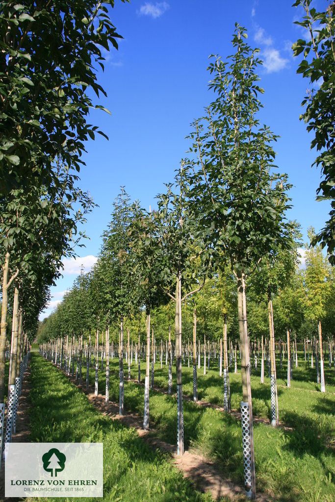 Barockgarten am Schloss Drottningholm in Schweden, umgeben von vierreihigen Kaiser-Linden, die von Lorenz von Ehren gezogen und 2008 geliefert wurden. Heute prägen sie majestätisch die Landschaft.