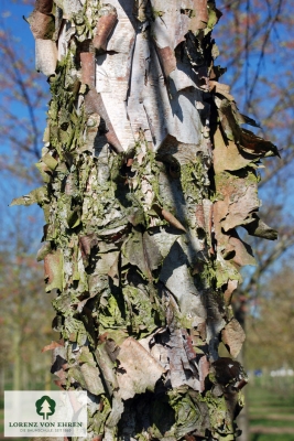 Barockgarten am Schloss Drottningholm in Schweden, umgeben von vierreihigen Kaiser-Linden, die von Lorenz von Ehren gezogen und 2008 geliefert wurden. Heute prägen sie majestätisch die Landschaft.