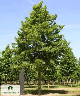 Barockgarten am Schloss Drottningholm in Schweden, umgeben von vierreihigen Kaiser-Linden, die von Lorenz von Ehren gezogen und 2008 geliefert wurden. Heute prägen sie majestätisch die Landschaft.