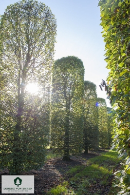 Barockgarten am Schloss Drottningholm in Schweden, umgeben von vierreihigen Kaiser-Linden, die von Lorenz von Ehren gezogen und 2008 geliefert wurden. Heute prägen sie majestätisch die Landschaft.