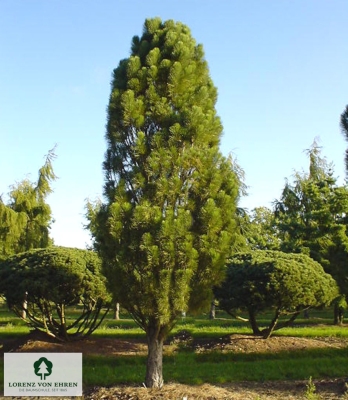 Barockgarten am Schloss Drottningholm in Schweden, umgeben von vierreihigen Kaiser-Linden, die von Lorenz von Ehren gezogen und 2008 geliefert wurden. Heute prägen sie majestätisch die Landschaft.