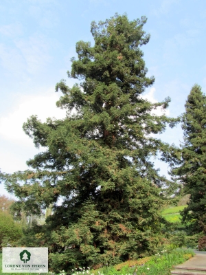 Barockgarten am Schloss Drottningholm in Schweden, umgeben von vierreihigen Kaiser-Linden, die von Lorenz von Ehren gezogen und 2008 geliefert wurden. Heute prägen sie majestätisch die Landschaft.