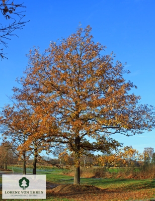 Barockgarten am Schloss Drottningholm in Schweden, umgeben von vierreihigen Kaiser-Linden, die von Lorenz von Ehren gezogen und 2008 geliefert wurden. Heute prägen sie majestätisch die Landschaft.