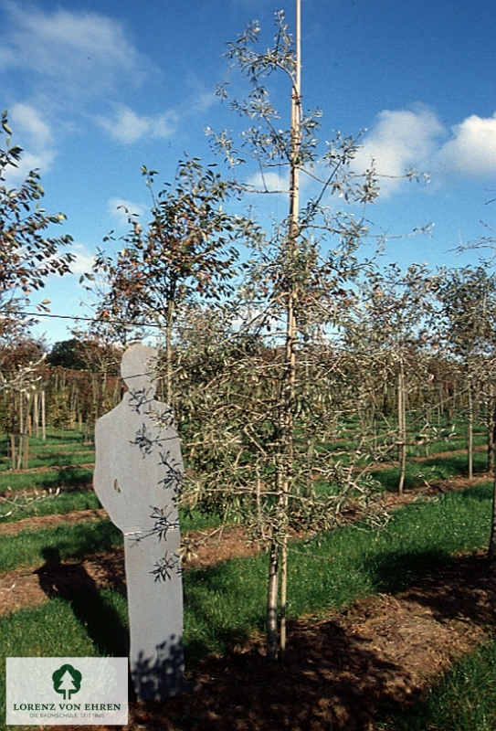 Barockgarten am Schloss Drottningholm in Schweden, umgeben von vierreihigen Kaiser-Linden, die von Lorenz von Ehren gezogen und 2008 geliefert wurden. Heute prägen sie majestätisch die Landschaft.