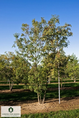 Barockgarten am Schloss Drottningholm in Schweden, umgeben von vierreihigen Kaiser-Linden, die von Lorenz von Ehren gezogen und 2008 geliefert wurden. Heute prägen sie majestätisch die Landschaft.