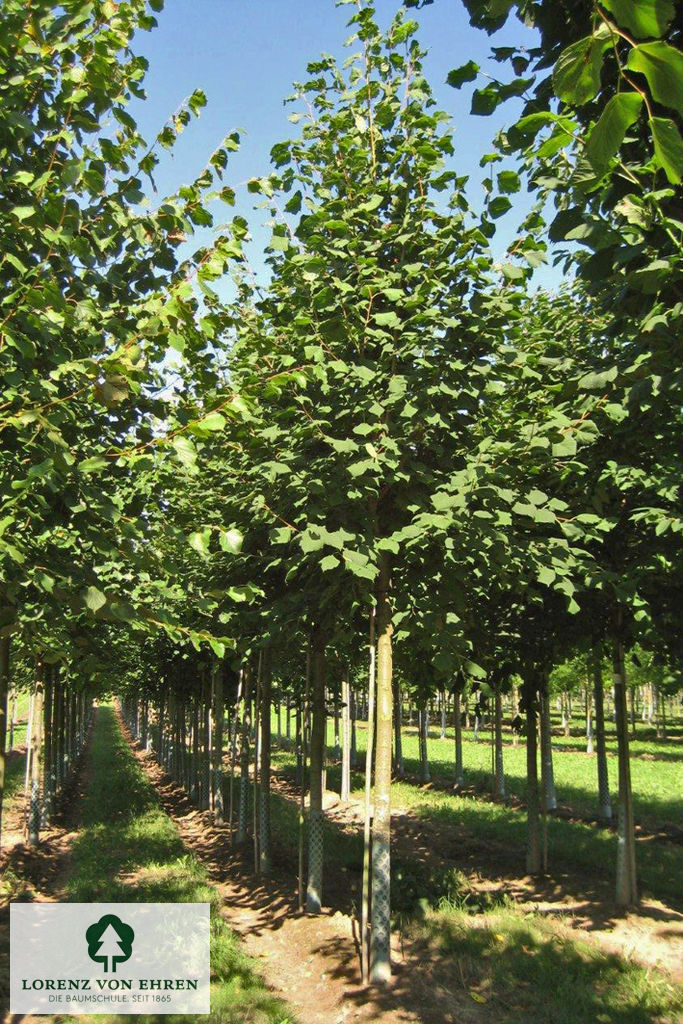 Barockgarten am Schloss Drottningholm in Schweden, umgeben von vierreihigen Kaiser-Linden, die von Lorenz von Ehren gezogen und 2008 geliefert wurden. Heute prägen sie majestätisch die Landschaft.