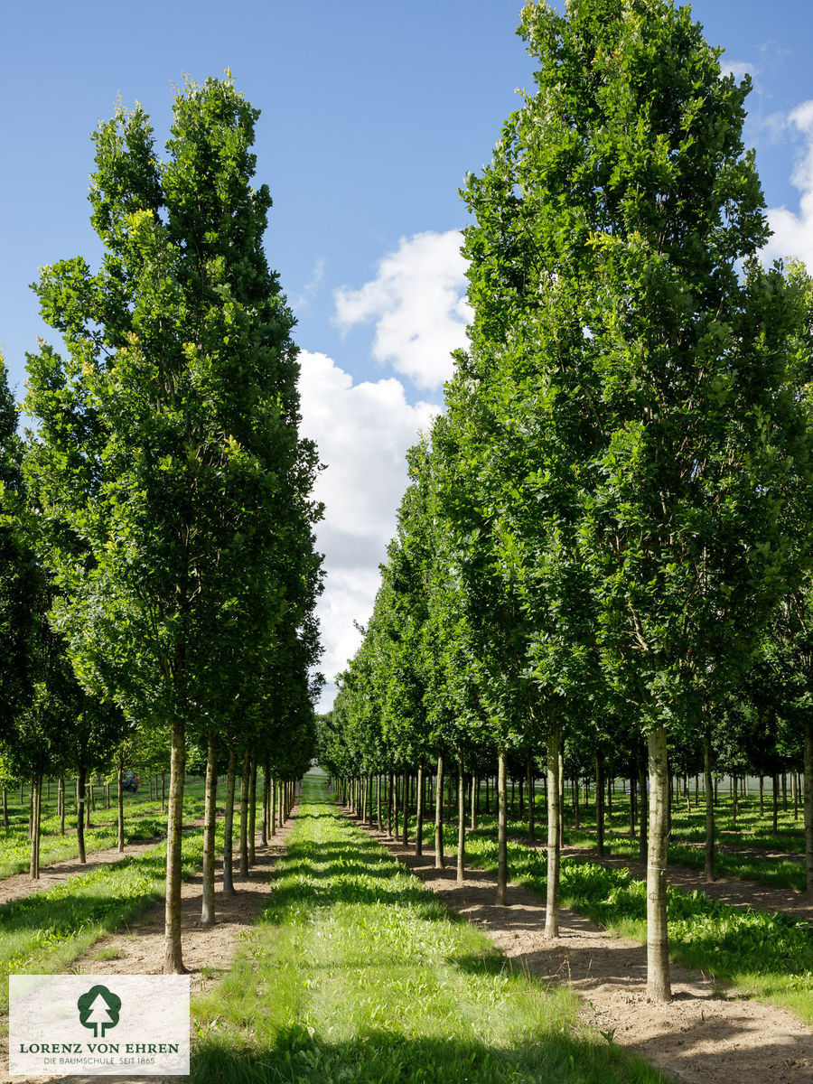 Barockgarten am Schloss Drottningholm in Schweden, umgeben von vierreihigen Kaiser-Linden, die von Lorenz von Ehren gezogen und 2008 geliefert wurden. Heute prägen sie majestätisch die Landschaft.