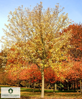 Barockgarten am Schloss Drottningholm in Schweden, umgeben von vierreihigen Kaiser-Linden, die von Lorenz von Ehren gezogen und 2008 geliefert wurden. Heute prägen sie majestätisch die Landschaft.