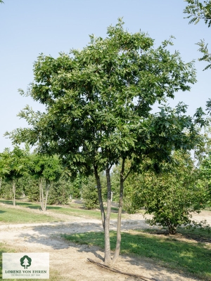 Barockgarten am Schloss Drottningholm in Schweden, umgeben von vierreihigen Kaiser-Linden, die von Lorenz von Ehren gezogen und 2008 geliefert wurden. Heute prägen sie majestätisch die Landschaft.