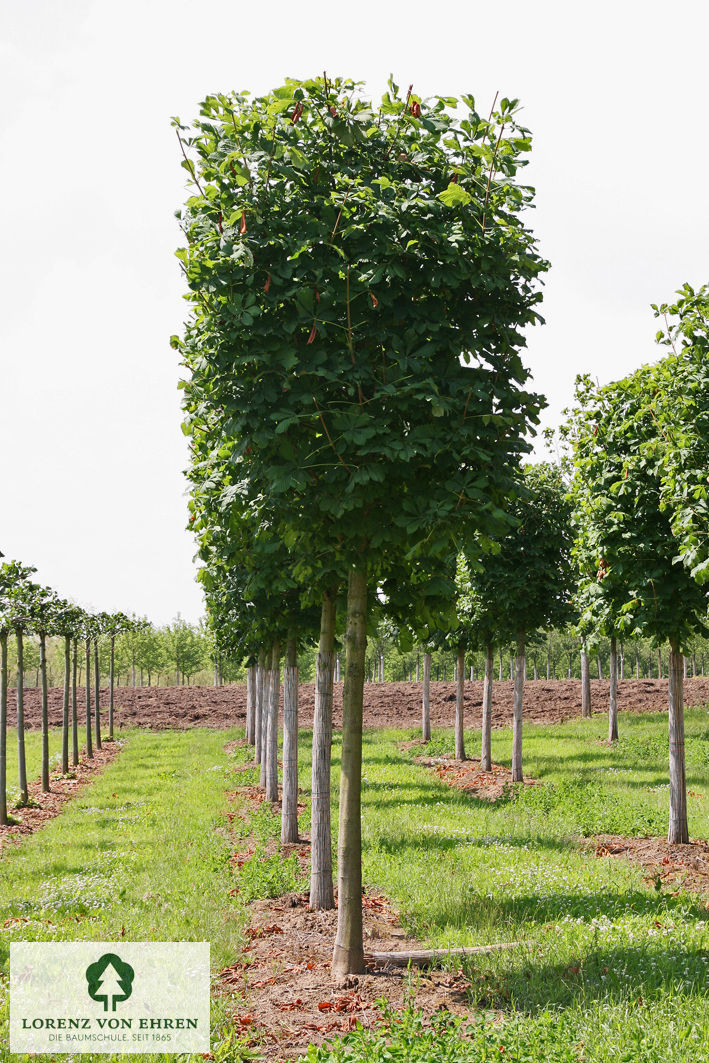 Barockgarten am Schloss Drottningholm in Schweden, umgeben von vierreihigen Kaiser-Linden, die von Lorenz von Ehren gezogen und 2008 geliefert wurden. Heute prägen sie majestätisch die Landschaft.