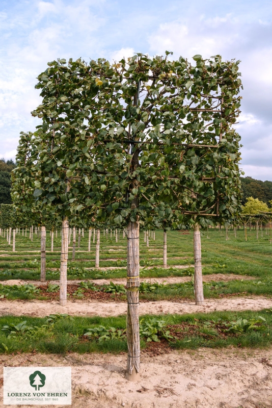 Barockgarten am Schloss Drottningholm in Schweden, umgeben von vierreihigen Kaiser-Linden, die von Lorenz von Ehren gezogen und 2008 geliefert wurden. Heute prägen sie majestätisch die Landschaft.