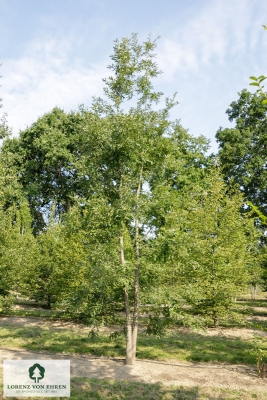 Barockgarten am Schloss Drottningholm in Schweden, umgeben von vierreihigen Kaiser-Linden, die von Lorenz von Ehren gezogen und 2008 geliefert wurden. Heute prägen sie majestätisch die Landschaft.