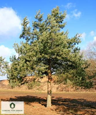 Barockgarten am Schloss Drottningholm in Schweden, umgeben von vierreihigen Kaiser-Linden, die von Lorenz von Ehren gezogen und 2008 geliefert wurden. Heute prägen sie majestätisch die Landschaft.