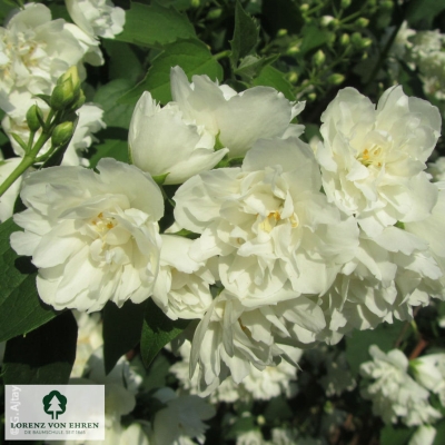 Philadelphus 'Schneesturm'