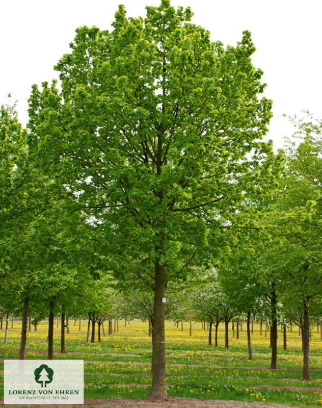 Barockgarten am Schloss Drottningholm in Schweden, umgeben von vierreihigen Kaiser-Linden, die von Lorenz von Ehren gezogen und 2008 geliefert wurden. Heute prägen sie majestätisch die Landschaft.