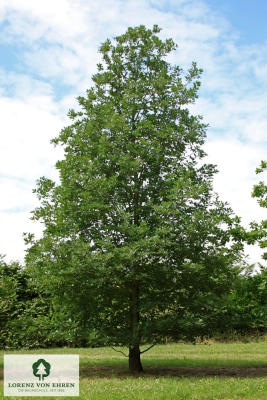 Barockgarten am Schloss Drottningholm in Schweden, umgeben von vierreihigen Kaiser-Linden, die von Lorenz von Ehren gezogen und 2008 geliefert wurden. Heute prägen sie majestätisch die Landschaft.