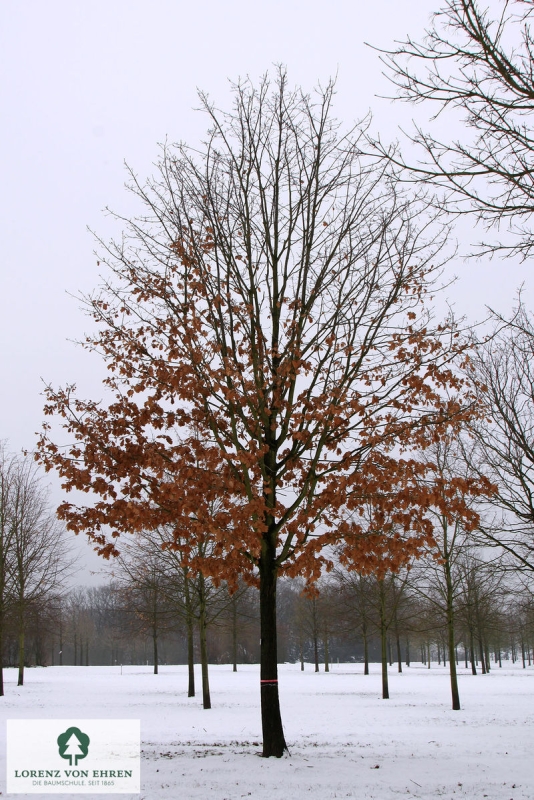 Barockgarten am Schloss Drottningholm in Schweden, umgeben von vierreihigen Kaiser-Linden, die von Lorenz von Ehren gezogen und 2008 geliefert wurden. Heute prägen sie majestätisch die Landschaft.