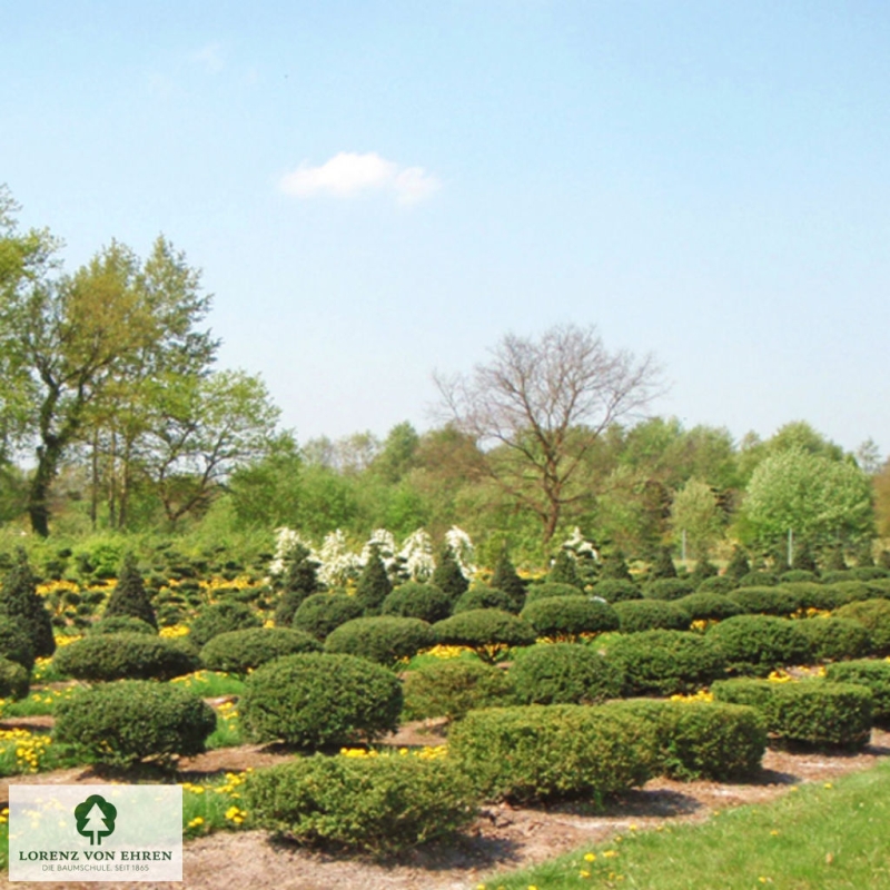 Barockgarten am Schloss Drottningholm in Schweden, umgeben von vierreihigen Kaiser-Linden, die von Lorenz von Ehren gezogen und 2008 geliefert wurden. Heute prägen sie majestätisch die Landschaft.