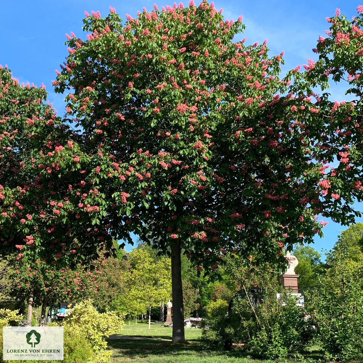 Barockgarten am Schloss Drottningholm in Schweden, umgeben von vierreihigen Kaiser-Linden, die von Lorenz von Ehren gezogen und 2008 geliefert wurden. Heute prägen sie majestätisch die Landschaft.