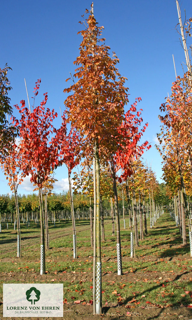 Barockgarten am Schloss Drottningholm in Schweden, umgeben von vierreihigen Kaiser-Linden, die von Lorenz von Ehren gezogen und 2008 geliefert wurden. Heute prägen sie majestätisch die Landschaft.