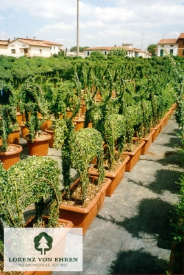 Barockgarten am Schloss Drottningholm in Schweden, umgeben von vierreihigen Kaiser-Linden, die von Lorenz von Ehren gezogen und 2008 geliefert wurden. Heute prägen sie majestätisch die Landschaft.