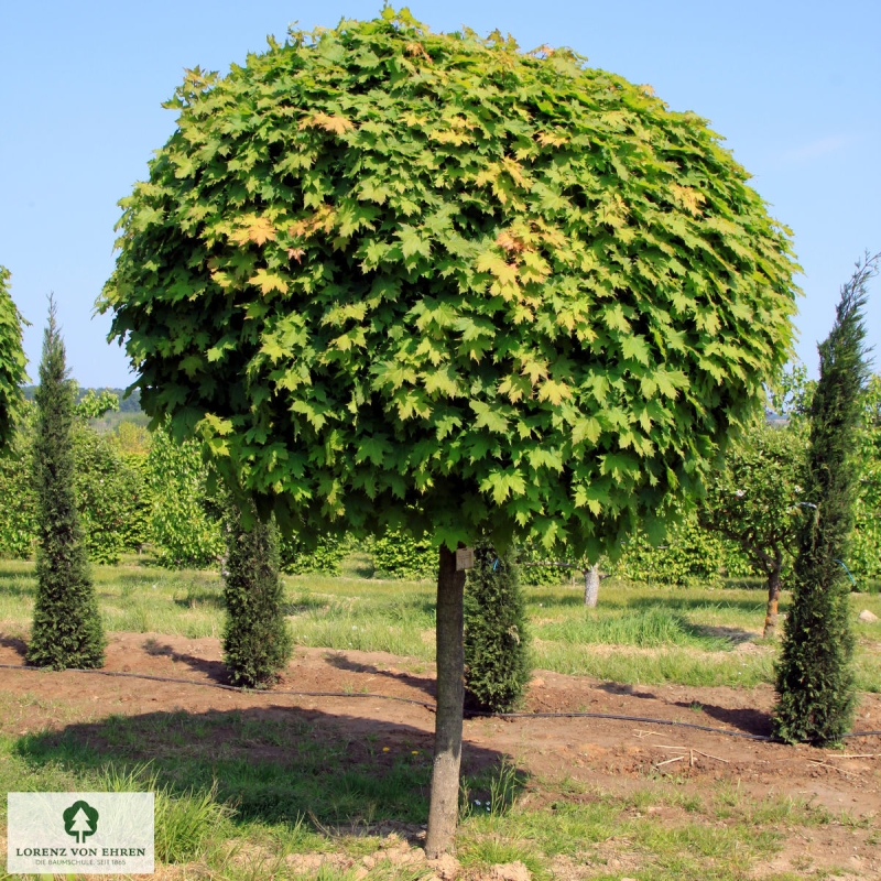 Barockgarten am Schloss Drottningholm in Schweden, umgeben von vierreihigen Kaiser-Linden, die von Lorenz von Ehren gezogen und 2008 geliefert wurden. Heute prägen sie majestätisch die Landschaft.