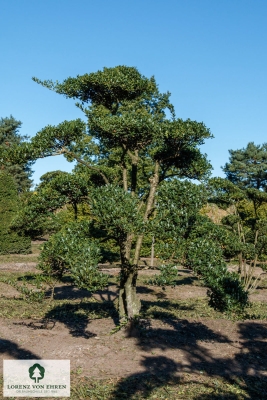 Barockgarten am Schloss Drottningholm in Schweden, umgeben von vierreihigen Kaiser-Linden, die von Lorenz von Ehren gezogen und 2008 geliefert wurden. Heute prägen sie majestätisch die Landschaft.