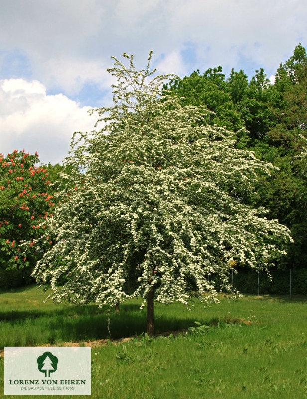 Barockgarten am Schloss Drottningholm in Schweden, umgeben von vierreihigen Kaiser-Linden, die von Lorenz von Ehren gezogen und 2008 geliefert wurden. Heute prägen sie majestätisch die Landschaft.