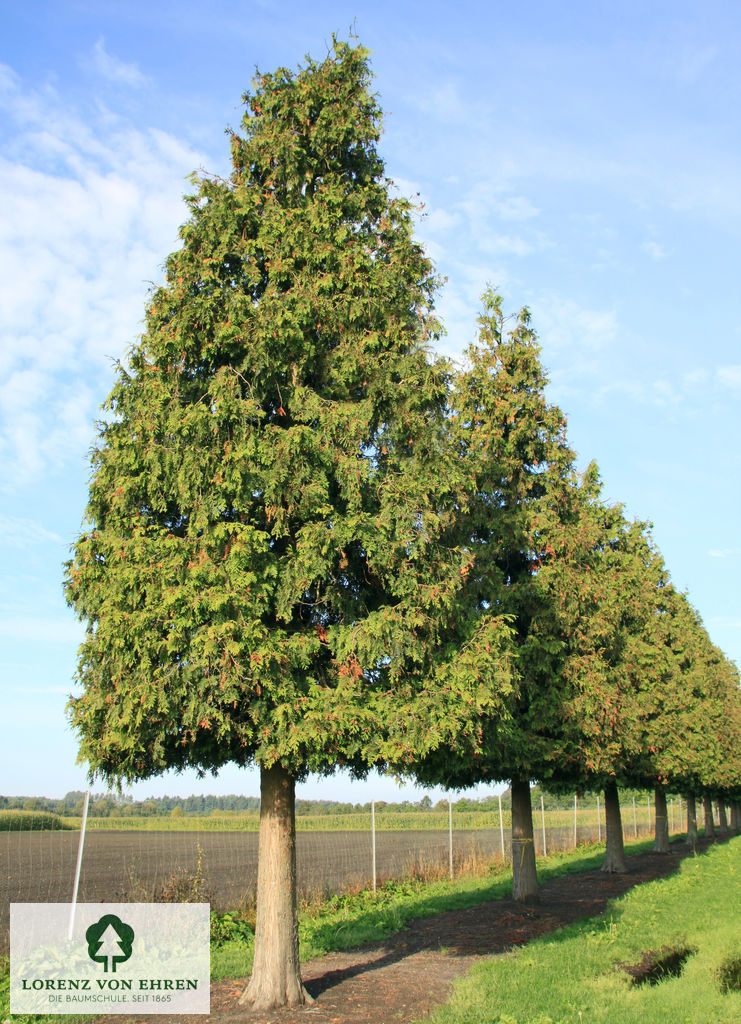 Barockgarten am Schloss Drottningholm in Schweden, umgeben von vierreihigen Kaiser-Linden, die von Lorenz von Ehren gezogen und 2008 geliefert wurden. Heute prägen sie majestätisch die Landschaft.