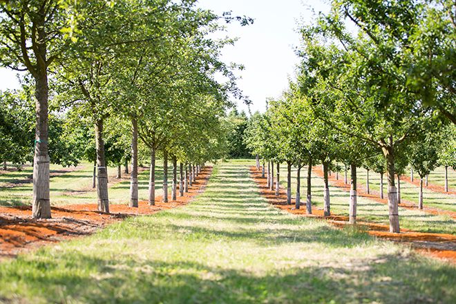 Barockgarten am Schloss Drottningholm in Schweden, umgeben von vierreihigen Kaiser-Linden, die von Lorenz von Ehren gezogen und 2008 geliefert wurden. Heute prägen sie majestätisch die Landschaft.