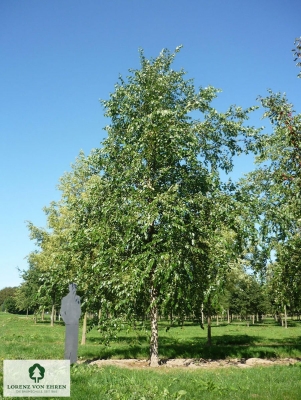 Barockgarten am Schloss Drottningholm in Schweden, umgeben von vierreihigen Kaiser-Linden, die von Lorenz von Ehren gezogen und 2008 geliefert wurden. Heute prägen sie majestätisch die Landschaft.