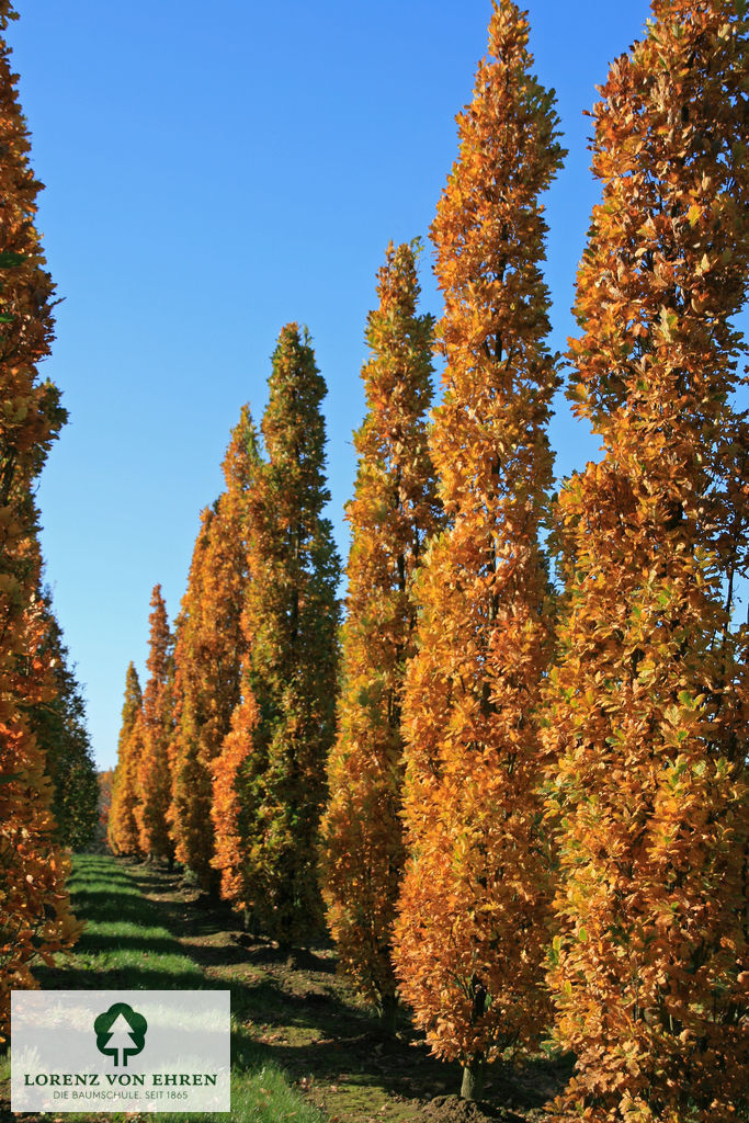 Barockgarten am Schloss Drottningholm in Schweden, umgeben von vierreihigen Kaiser-Linden, die von Lorenz von Ehren gezogen und 2008 geliefert wurden. Heute prägen sie majestätisch die Landschaft.