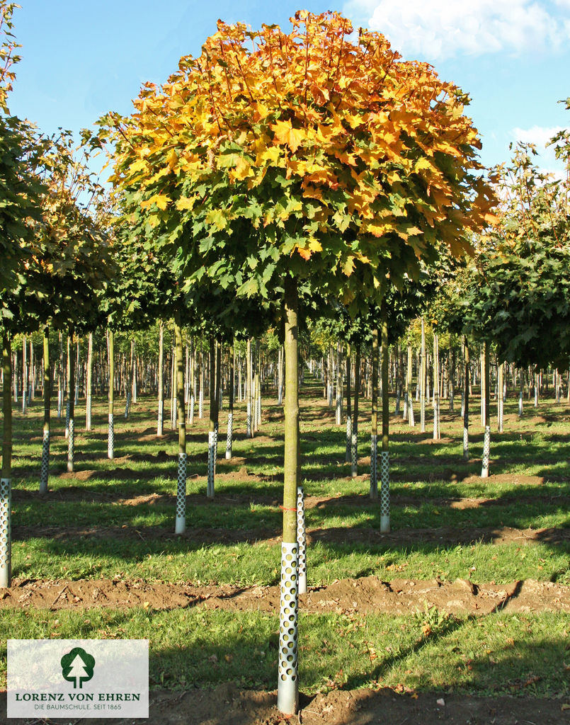 Barockgarten am Schloss Drottningholm in Schweden, umgeben von vierreihigen Kaiser-Linden, die von Lorenz von Ehren gezogen und 2008 geliefert wurden. Heute prägen sie majestätisch die Landschaft.