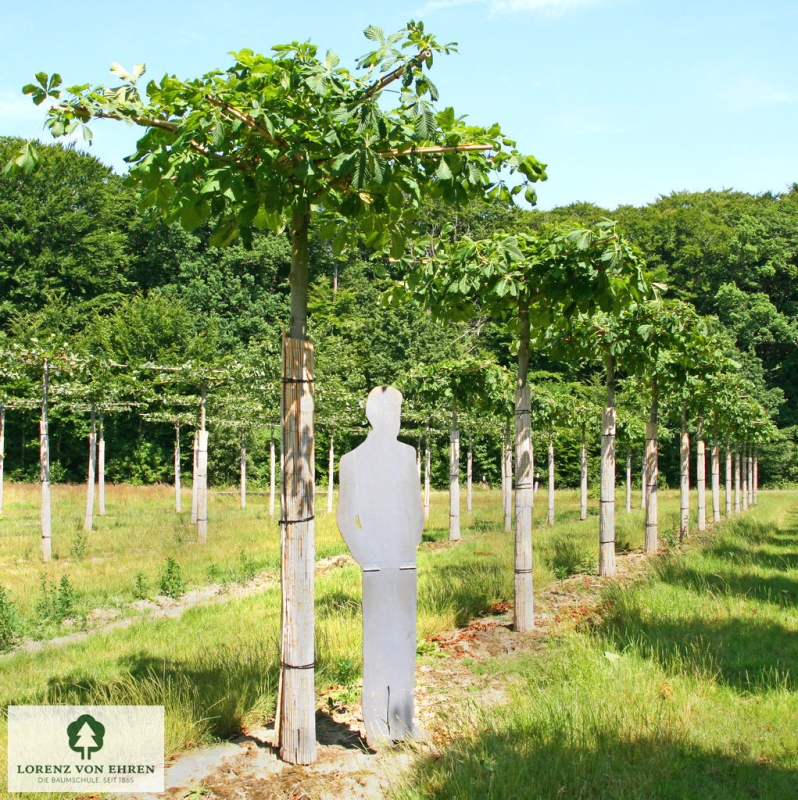 Barockgarten am Schloss Drottningholm in Schweden, umgeben von vierreihigen Kaiser-Linden, die von Lorenz von Ehren gezogen und 2008 geliefert wurden. Heute prägen sie majestätisch die Landschaft.