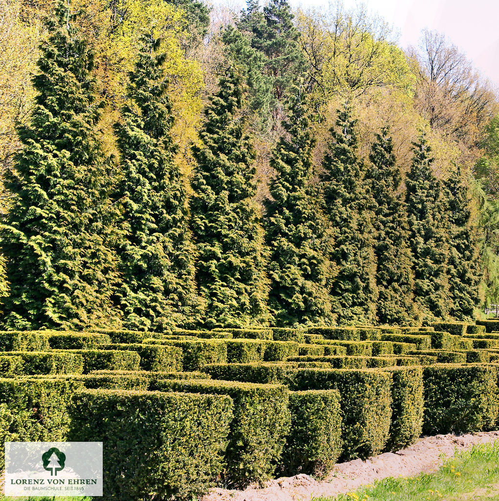 Barockgarten am Schloss Drottningholm in Schweden, umgeben von vierreihigen Kaiser-Linden, die von Lorenz von Ehren gezogen und 2008 geliefert wurden. Heute prägen sie majestätisch die Landschaft.