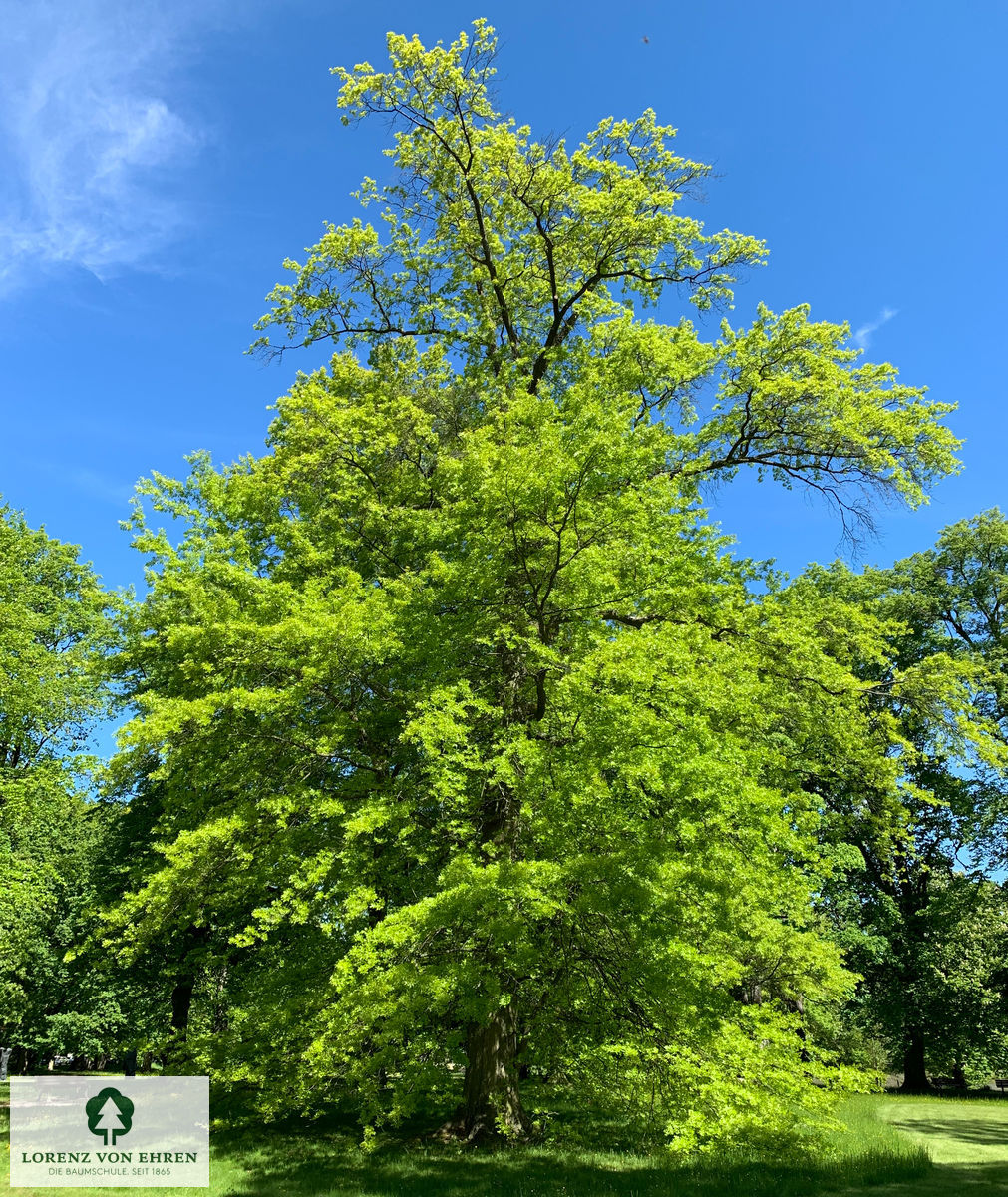 Barockgarten am Schloss Drottningholm in Schweden, umgeben von vierreihigen Kaiser-Linden, die von Lorenz von Ehren gezogen und 2008 geliefert wurden. Heute prägen sie majestätisch die Landschaft.