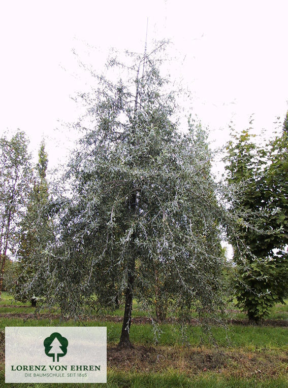 Barockgarten am Schloss Drottningholm in Schweden, umgeben von vierreihigen Kaiser-Linden, die von Lorenz von Ehren gezogen und 2008 geliefert wurden. Heute prägen sie majestätisch die Landschaft.