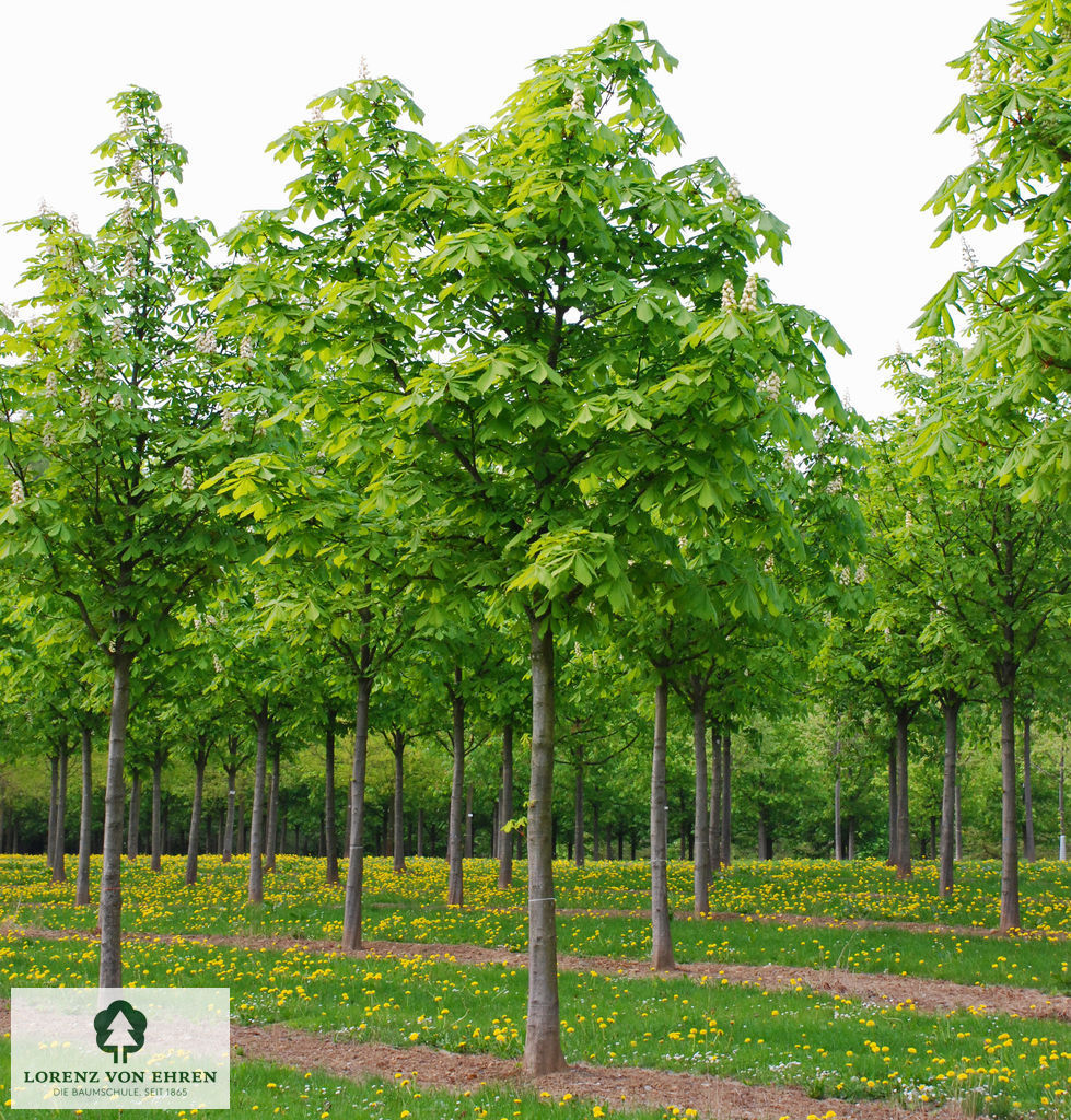 Barockgarten am Schloss Drottningholm in Schweden, umgeben von vierreihigen Kaiser-Linden, die von Lorenz von Ehren gezogen und 2008 geliefert wurden. Heute prägen sie majestätisch die Landschaft.