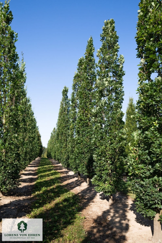 Barockgarten am Schloss Drottningholm in Schweden, umgeben von vierreihigen Kaiser-Linden, die von Lorenz von Ehren gezogen und 2008 geliefert wurden. Heute prägen sie majestätisch die Landschaft.