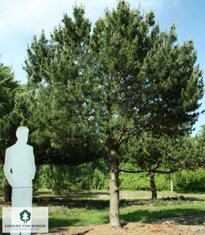 Barockgarten am Schloss Drottningholm in Schweden, umgeben von vierreihigen Kaiser-Linden, die von Lorenz von Ehren gezogen und 2008 geliefert wurden. Heute prägen sie majestätisch die Landschaft.